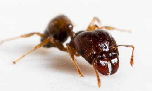 bigheaded ants