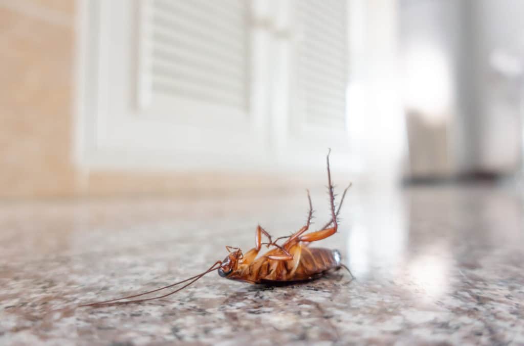 Dead cockroach on floor pest control