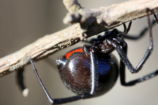 black window spider