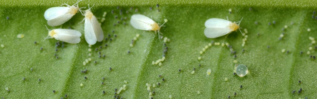 whiteflies on leaf