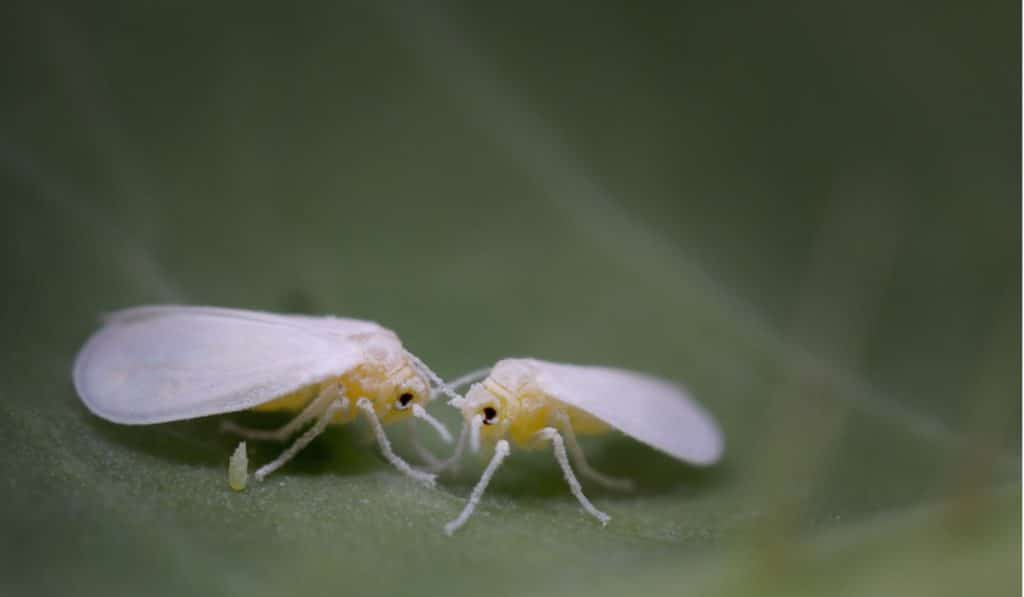whiteflies with eggs