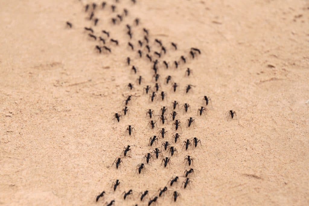 ant highway outside home