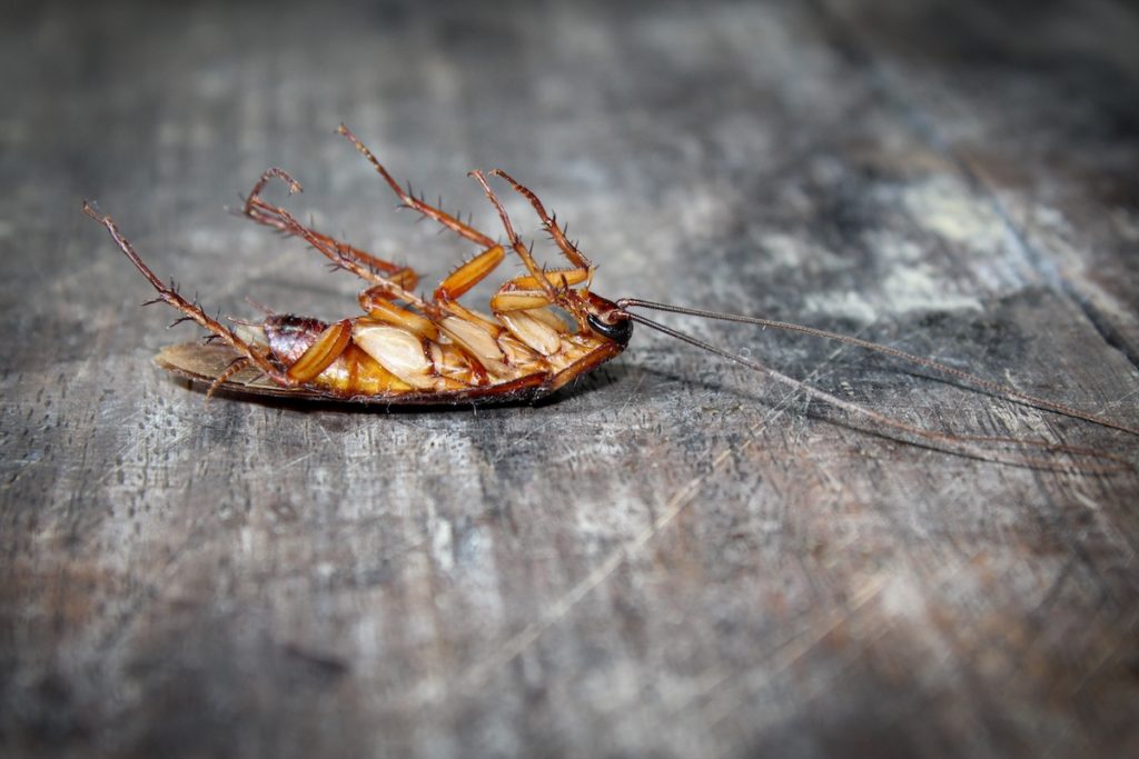 cockroach lies dead on wood floor