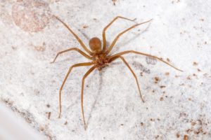 Brown recluse spider extermination