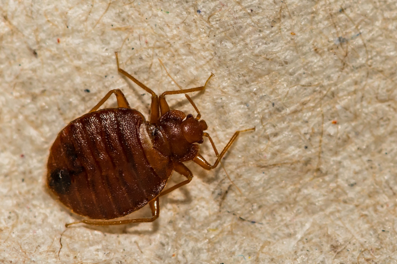 Can Bed Bugs Travel on Clothes You're Wearing