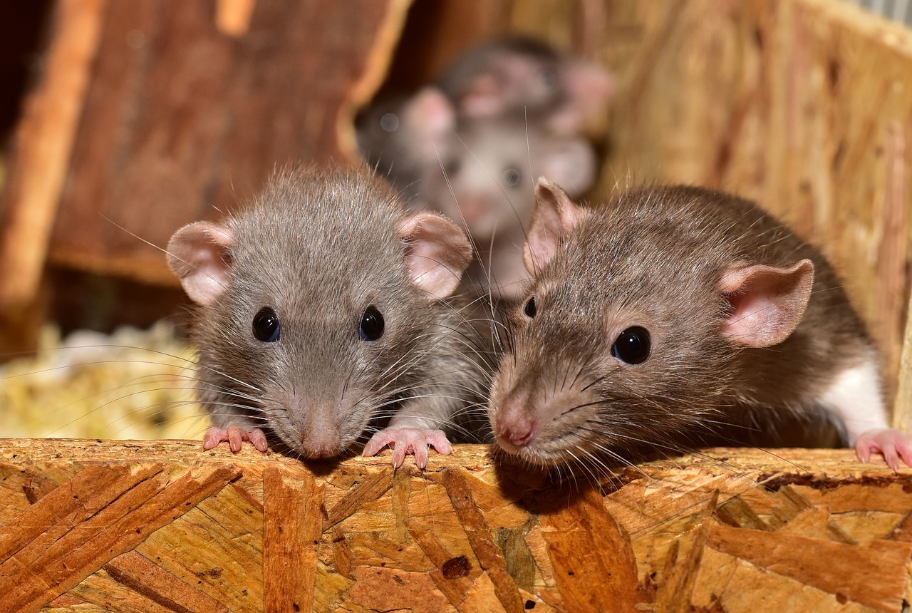 Columbus is offering new fertility-based option to control rats