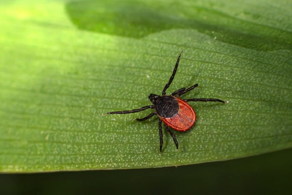 tick, insect, parasitic-5888919.jpg