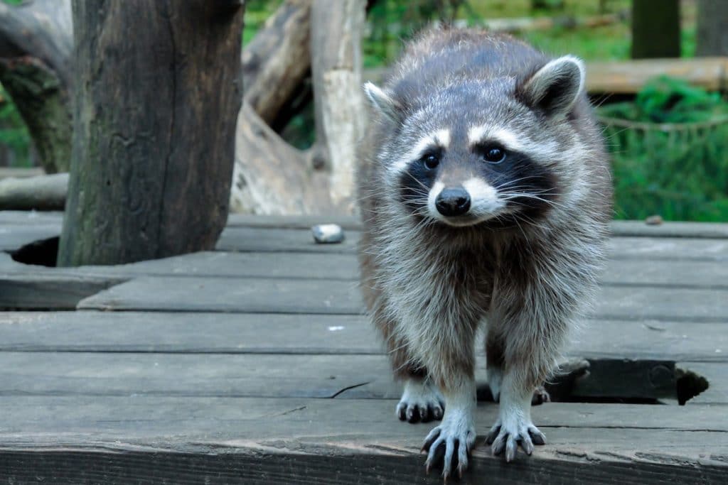 raccoon wildlife removal services