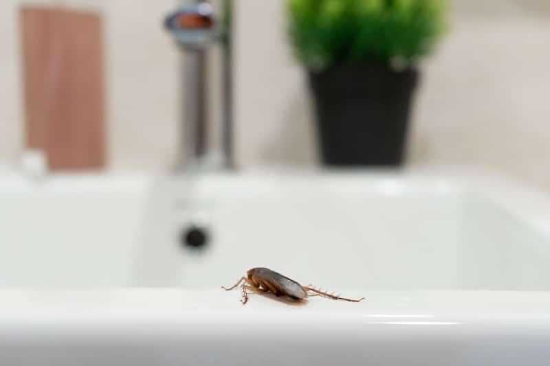 roach crawling in bathroom