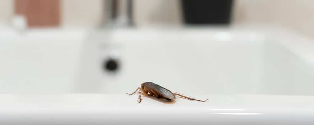 roach on bathroom sink
