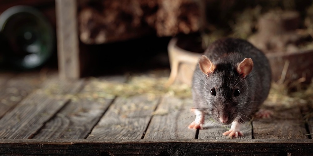 Black Rat Removal and Prevention