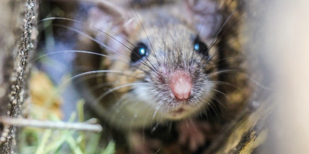 Pros and Cons of Different Types of Rodent Traps